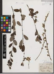 Foto von Salix aurita L.